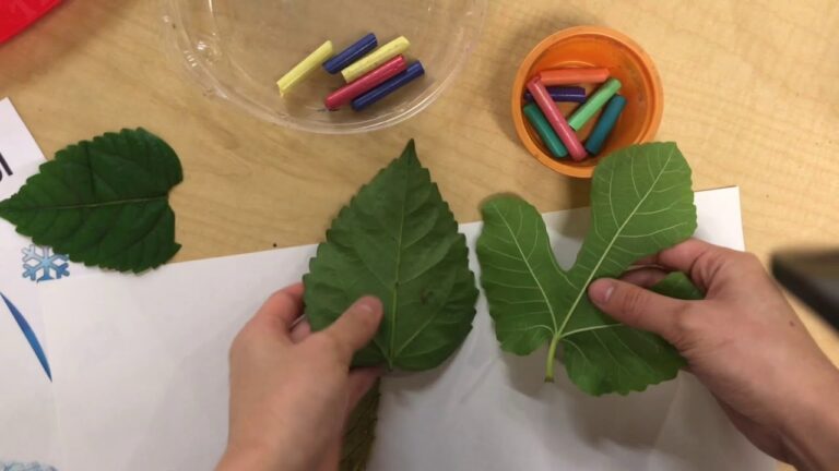 Leaf Rubbing: A Step-by-Step Guide | Actualizado February 2025